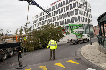 praznična smreka _ 2025 (5)